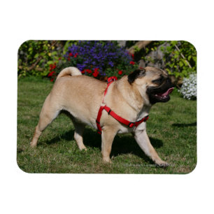 Pug Wearing Red Harness Magneet