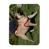 Pug Wearing Red Harness Magneet (Verticaal)
