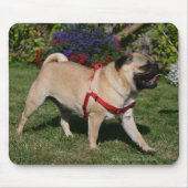 Pug Wearing Red Harness Muismat (Voorkant)