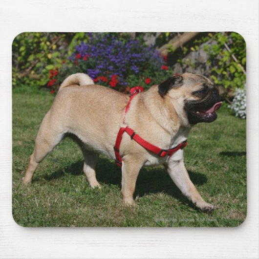 Pug Wearing Red Harness Muismat (Voorkant)
