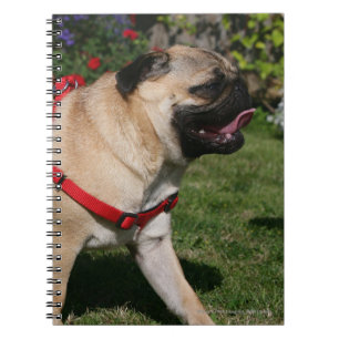 Pug Wearing Red Harness Notitieboek