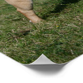 Pug Wearing Red Harness Poster (Hoek)