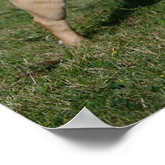 Pug Wearing Red Harness Poster (Hoek)