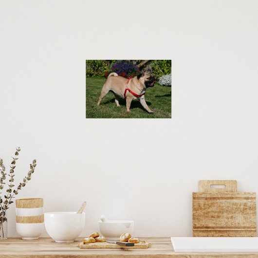 Pug Wearing Red Harness Poster (Keuken)