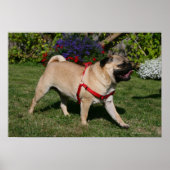 Pug Wearing Red Harness Poster (Voorkant)