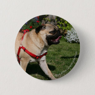 Pug Wearing Red Harness Ronde Button 5,7 Cm