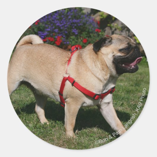 Pug Wearing Red Harness Ronde Sticker (Voorkant)