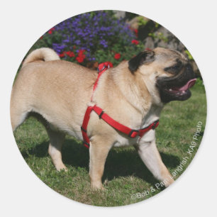 Pug Wearing Red Harness Ronde Sticker