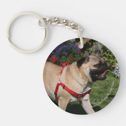 Pug Wearing Red Harness Sleutelhanger (Voorkant)