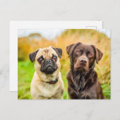 Pug with Dog Friend Playing Together Briefkaart (Voorkant / Achterkant)