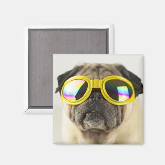 Pug with Goggles Magneet (Voorkant / Achterkant)