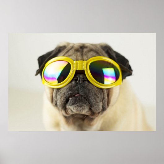 Pug with Goggles Poster (Voorkant)
