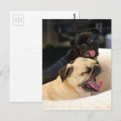 Pug Yawn Briefkaart (Voorkant / Achterkant)