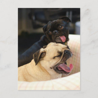 Pug Yawn Briefkaart