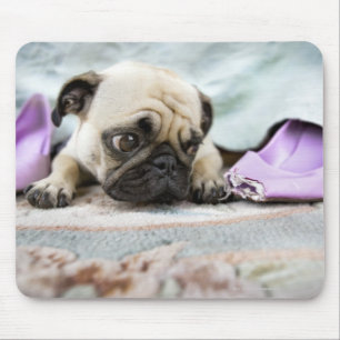 Pug ziet er onschuldig uit na de teen te kauwen muismat