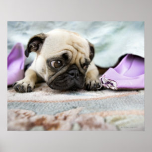 Pug ziet er onschuldig uit poster