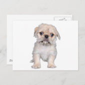 "Pug-Zu" Briefkaart (Voorkant / Achterkant)
