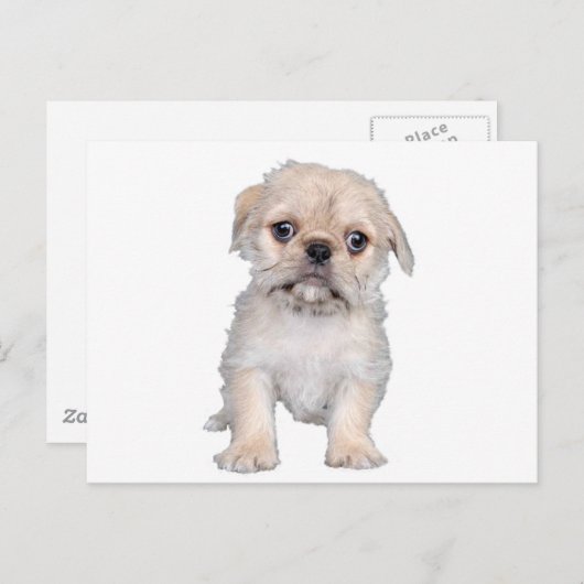 "Pug-Zu" Briefkaart (Voorkant / Achterkant)