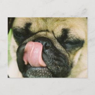 Pugalicious Briefkaart
