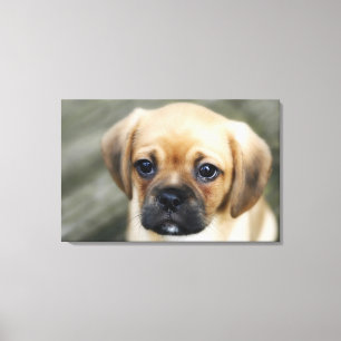 Pugalier Puppy die Camera kijkt Canvas Afdruk