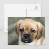 Pugalier Puppy die naar camera kijkt Briefkaart (Voorkant / Achterkant)