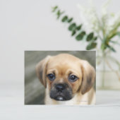 Pugalier Puppy die naar camera kijkt Briefkaart (Staand voorkant)