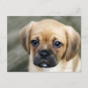 Pugalier Puppy die naar camera kijkt Briefkaart