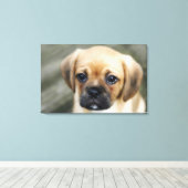 Pugalier Puppy die naar camera kijkt Canvas Afdruk (Insitu (Houten vloer))