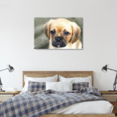 Pugalier Puppy die naar camera kijkt Canvas Afdruk (Insitu (Slaapkamer))