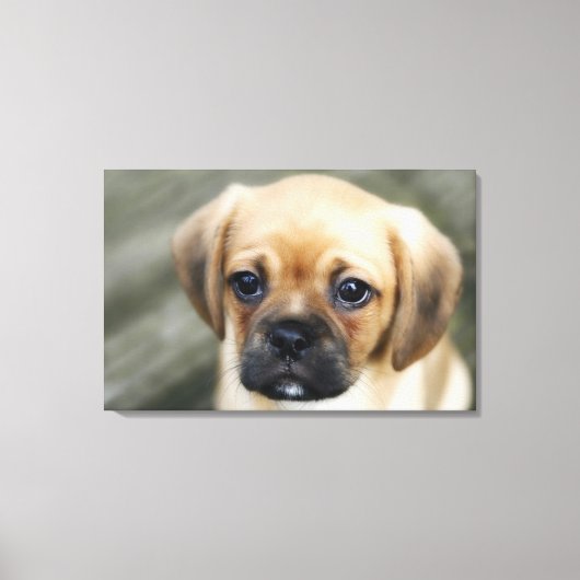 Pugalier Puppy die naar camera kijkt Canvas Afdruk (Voorkant)