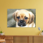 Pugalier Puppy die naar camera kijkt Canvas Afdruk (Insitu (Woonkamer))