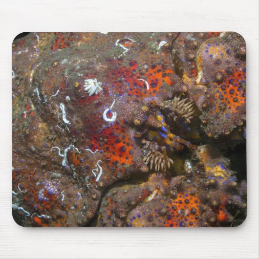 Puget Sound King Crab Mousepad Muismat (Voorkant)