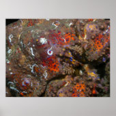 Puget Sound King Crab Poster (Voorkant)