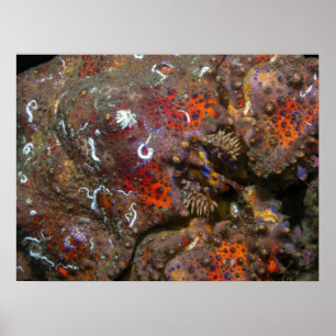 Puget Sound King Crab Poster