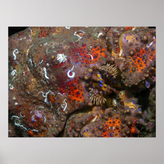 Puget Sound King Crab Poster (Voorkant)