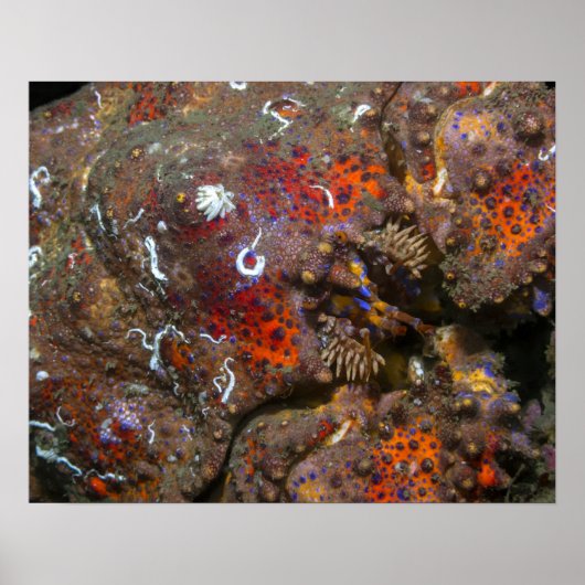 Puget Sound Koningskrab Poster (Voorkant)