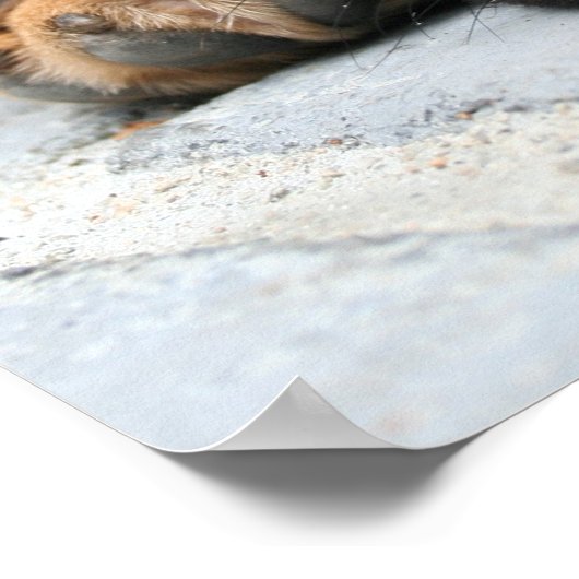 puggelpupil poster (Hoek)