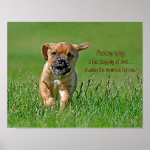 Puggle aan de looppas poster