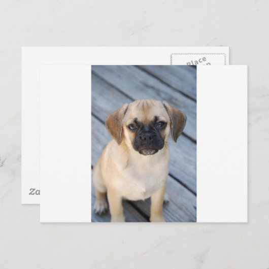 puggle briefkaart (Voorkant / Achterkant)