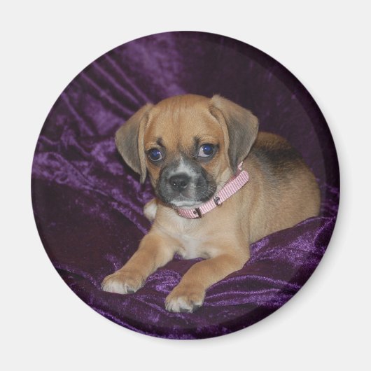 Puggle Love Magneet (Voorkant)