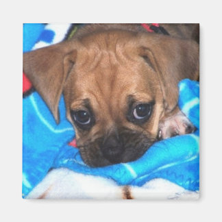puggle magneet
