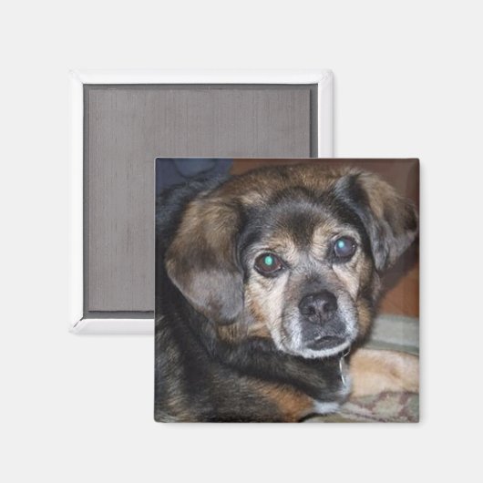 Puggle Magnet (Voorkant / Achterkant)