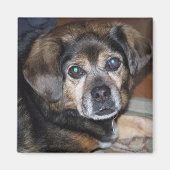 Puggle Magnet (Voorkant)