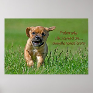 Puggle Op De Loop Poster