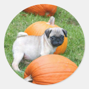 Pugpuppy in pompoenstickers ronde sticker
