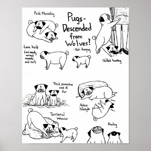 Pugs afgenomen van wolven? poster (Voorkant)