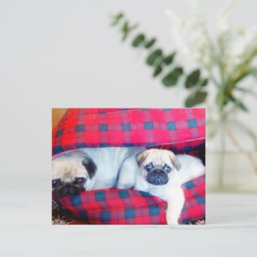Pugs briefkaart (Staand voorkant)