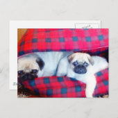 Pugs briefkaart (Voorkant / Achterkant)
