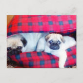 Pugs briefkaart (Voorkant)