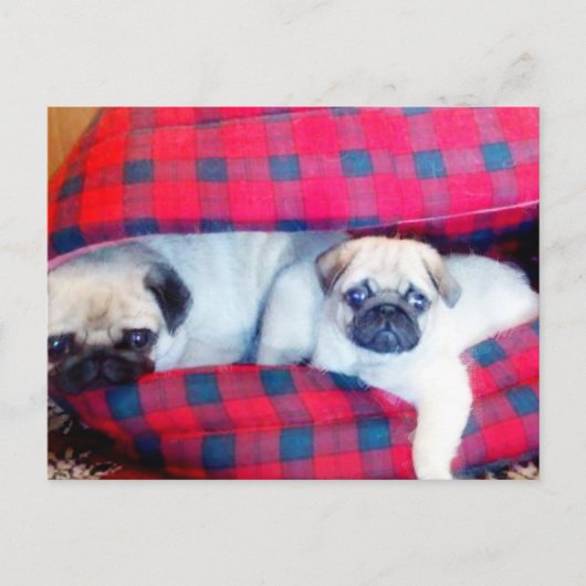 Pugs briefkaart (Voorkant)